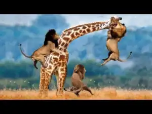Video: Incredible Big Cats Hunting Skills including Lions Cheetah Tiger Jaguar Leopard